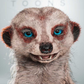 Profile image of Timon