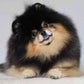Profile image of Mocha Pom