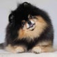 Profile image of Mocha Pom