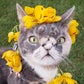 Profile image of Willow The Beautiful Cat