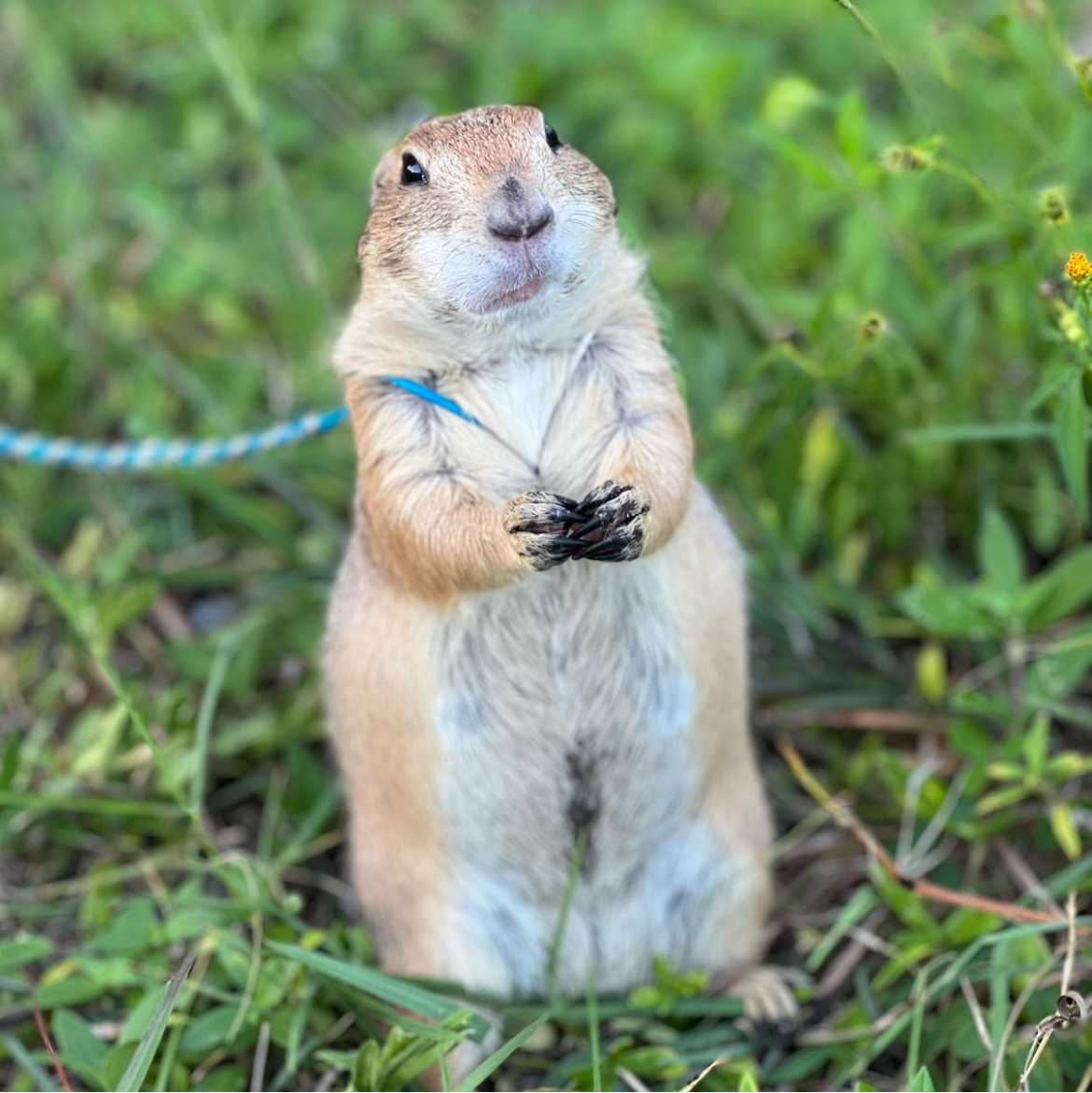 Poppy_the_Prairie_Dog