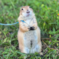 Profile image of Poppy_the_Prairie_Dog