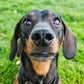 Profile image of Charlie Sausage Dog