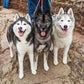 Profile image of Gone to the Snow Dogs