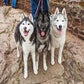 Profile image of Gone to the Snow Dogs