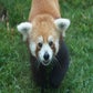 Profile image of Red Pandas
