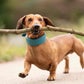Profile image of Bosco and his Big Stick