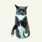 Profile image of Lucille The Rescue Cat