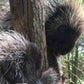 Profile image of Porcupines at Stone Zoo
