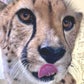 Profile image of Cincinnati Zoo Cheetahs