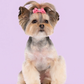 Profile image of LIV MORKIE