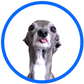 Profile image of Tika the Iggy