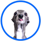 Profile image of Tika the Iggy