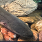 Profile image of Clarence the Electric Eel