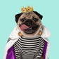 Profile image of Doug The Pug