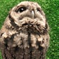 Profile image of Owlfredo The Eastern Screech Owl