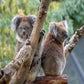 Profile image of Sophie & Louise Koalas