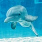 Profile image of Winter the Dolphin & Friends