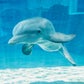 Profile image of Winter the Dolphin & Friends