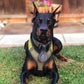 Profile image of K9 Duke