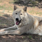 Profile image of Wild Spirit Wolf Sanctuary