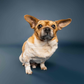 Profile image of Peanut