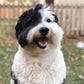 Profile image of Bear The Sheepadoodle