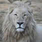 Profile image of BlackJaguar-WhiteTiger
