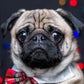 Profile image of Arch the Pug