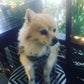 Profile image of Hobbie Pom