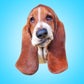 Profile image of Dean the Basset