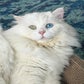 Profile image of Benny