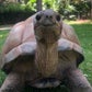 Profile image of Shellebrate with a Tortoise Cameo