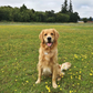 Profile image of Oakleys Golden Life