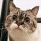 Profile image of Little Munchie Pooky
