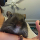 Profile image of morgan