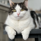 Profile image of Eliethehallwaycat