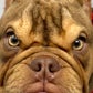 Profile image of Maddy ‘Furious Dog’ - Angry Pup - Little Miss Furious