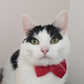 Profile image of Schnitzel the Acting Cat
