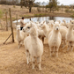 Profile image of Starline Alpacas Farmstay