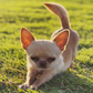 Profile image of Mr. Pups