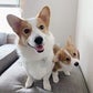 Profile image of Harold & Harley the Corgis