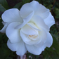 Profile image of 8675309
