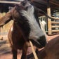 Profile image of Groovy Goat Gang