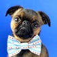 Profile image of Walter the Griff