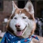 Profile image of Hershey Husky