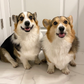 Profile image of Brady & Graffiti the Corgis