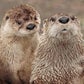 Profile image of Otters Dunkin & Sushi at Stone Zoo