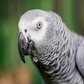 Profile image of Einstein African Grey Parrot