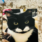 Profile image of Charlie Chap the WonderCat